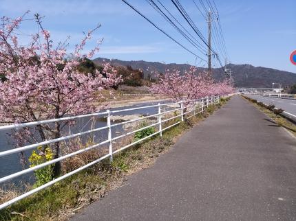  Rural landscape and Kawazu-zakura cherry blossoms