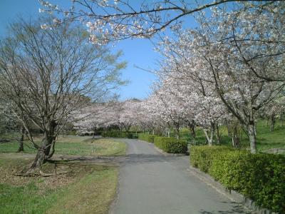 宇佐風土記の丘　桜並木