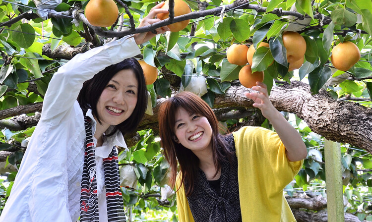 福岡県 果物狩り－フルーツ王国うきは
