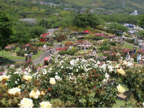 錦江湾公園のバラ