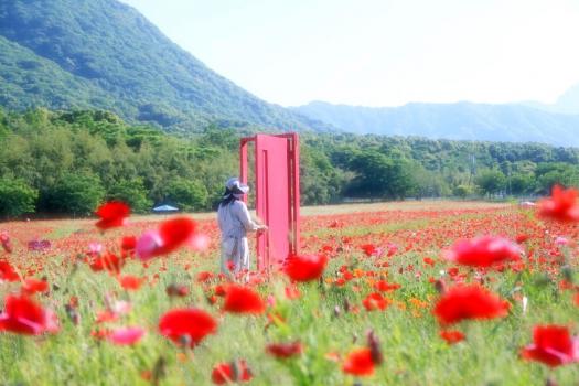 ＧＷは、長崎の絶景ポピー畑へ！平成新山を背景に #どこでもドア をくぐってみよう！